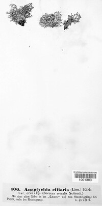 Anaptychia ciliaris image